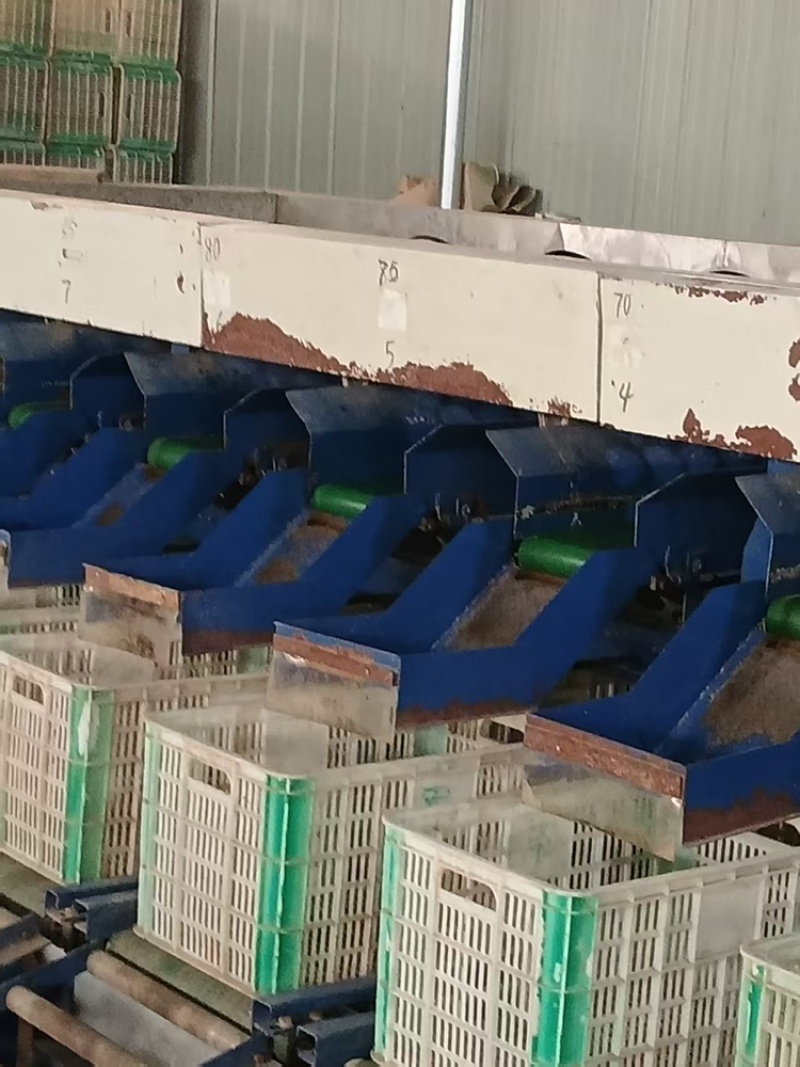 蜜橘大量有货品质保证服务周到产地直销价格优惠