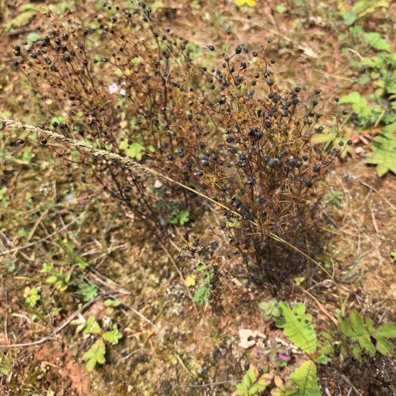 地下明珠、茅膏菜