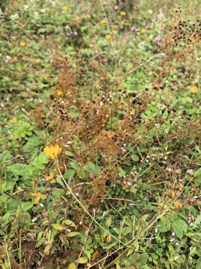地下明珠、茅膏菜
