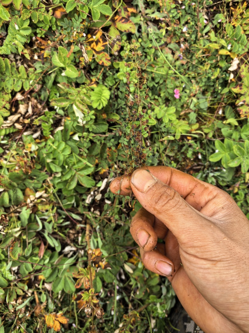 地下明珠、茅膏菜