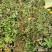 地下明珠、茅膏菜