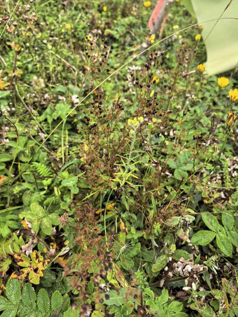 地下明珠、茅膏菜