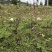 地下明珠、茅膏菜