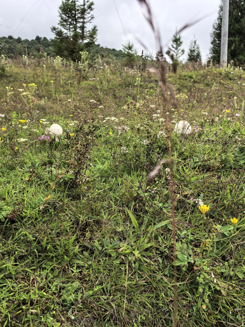 地下明珠、茅膏菜