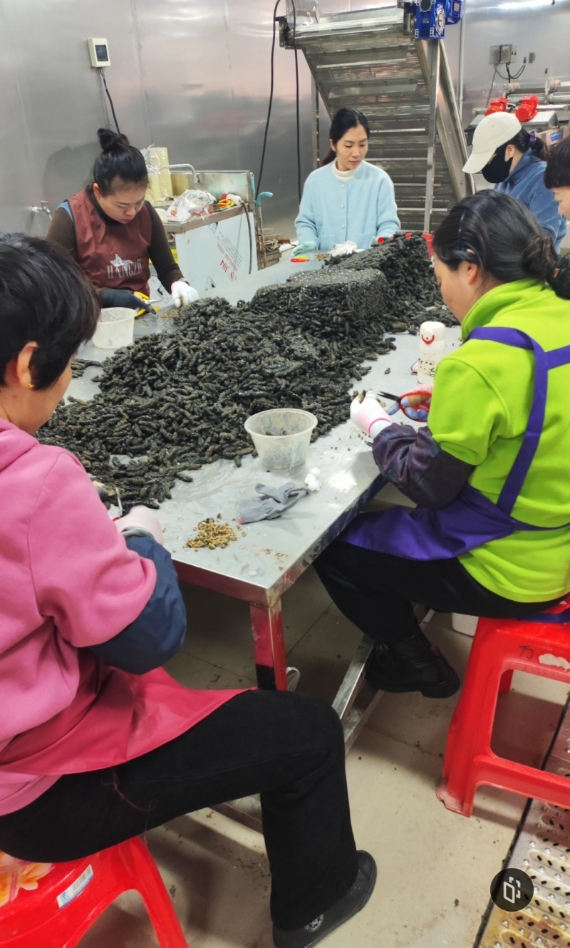 辽参刺参半干海参产地直发，大量供货，一斤起发，