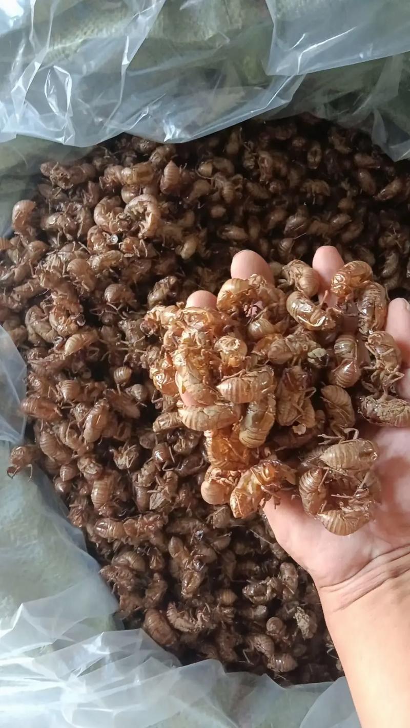 蝉蜕自产自销品质承诺随时供货健康无忧
