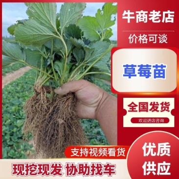 草莓生产苗，红颜，新丰，保童，甘露等