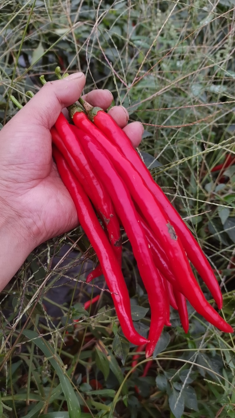 云南高山二荆条青椒红椒均有全部精品