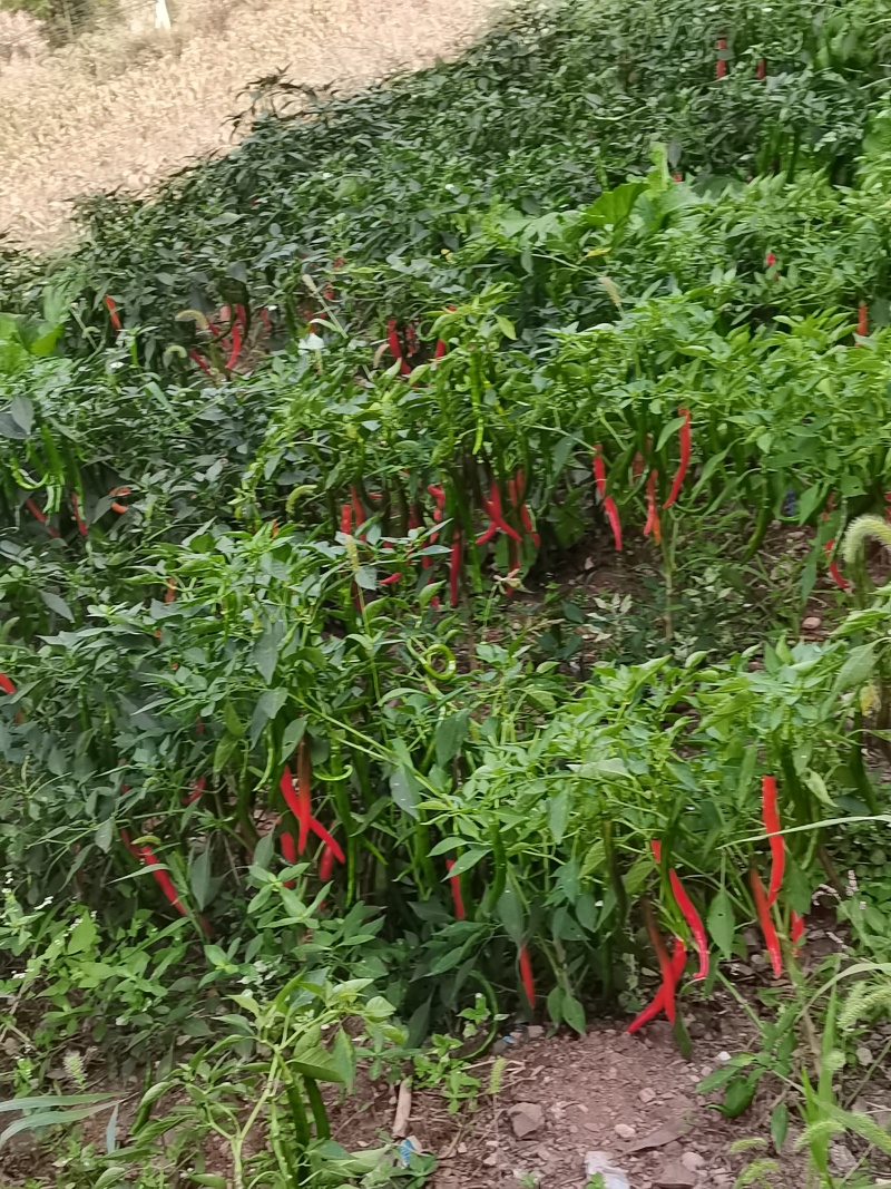 云南高山二荆条青椒红椒均有全部精品
