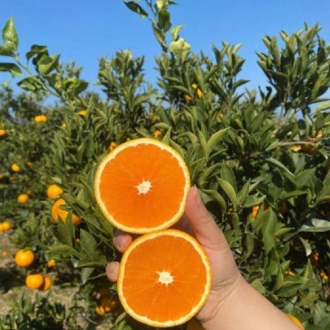 【推荐】湖北九月红脐橙代办供应市场商超电商量大从优
