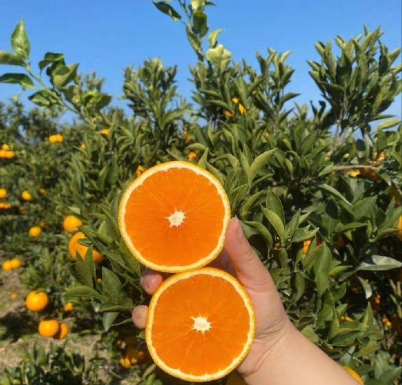 【推荐】湖北九月红脐橙代办供应市场商超电商量大从优