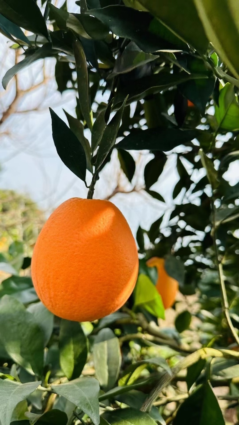 【推荐】湖北纽荷尔脐橙代办供应市场商超电商量大从优