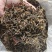 云南红茶，云南滇红茶大量接单货源充足保质保量欢迎来电