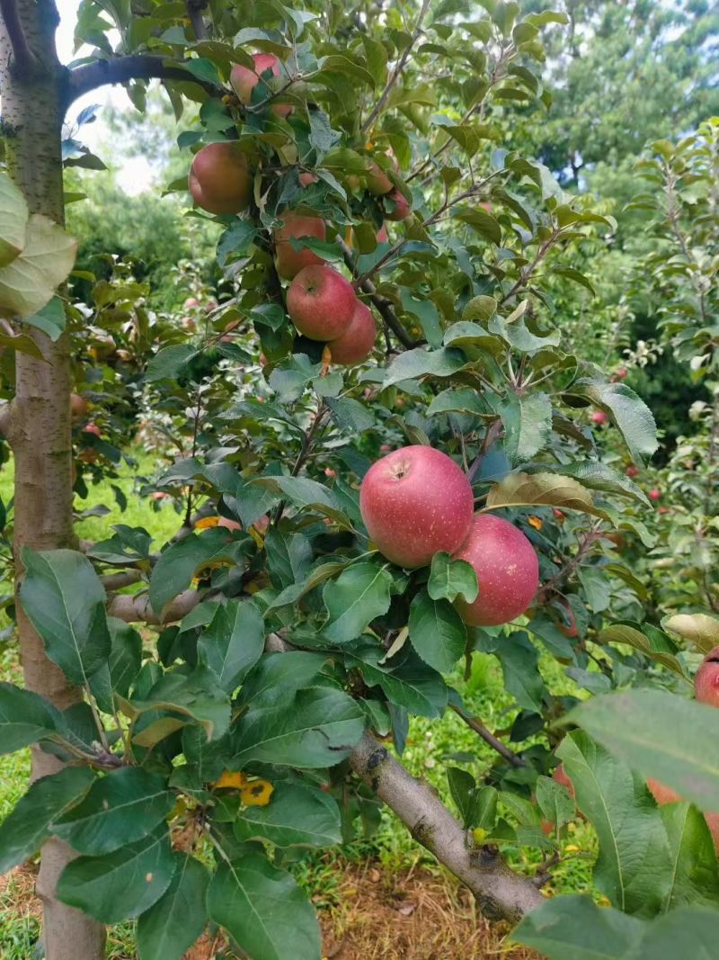 昭通苹果