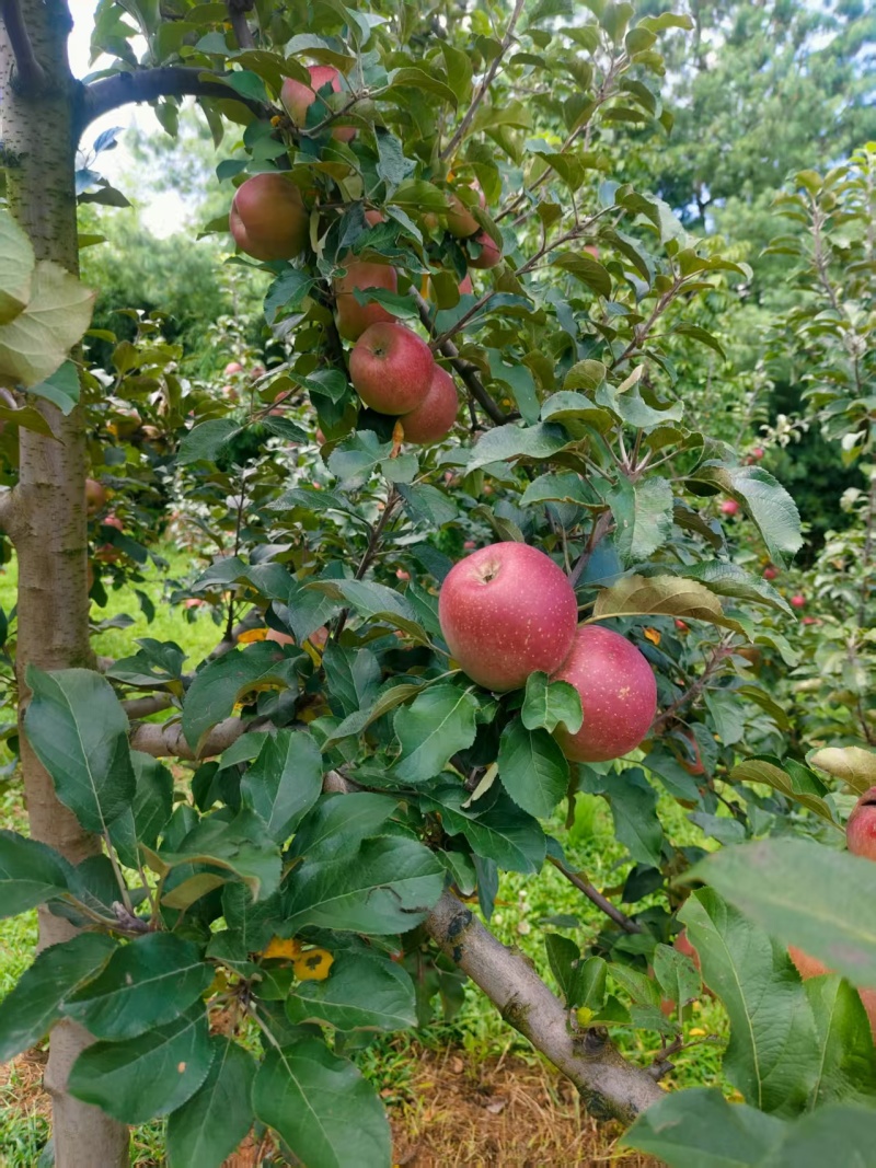 昭通苹果