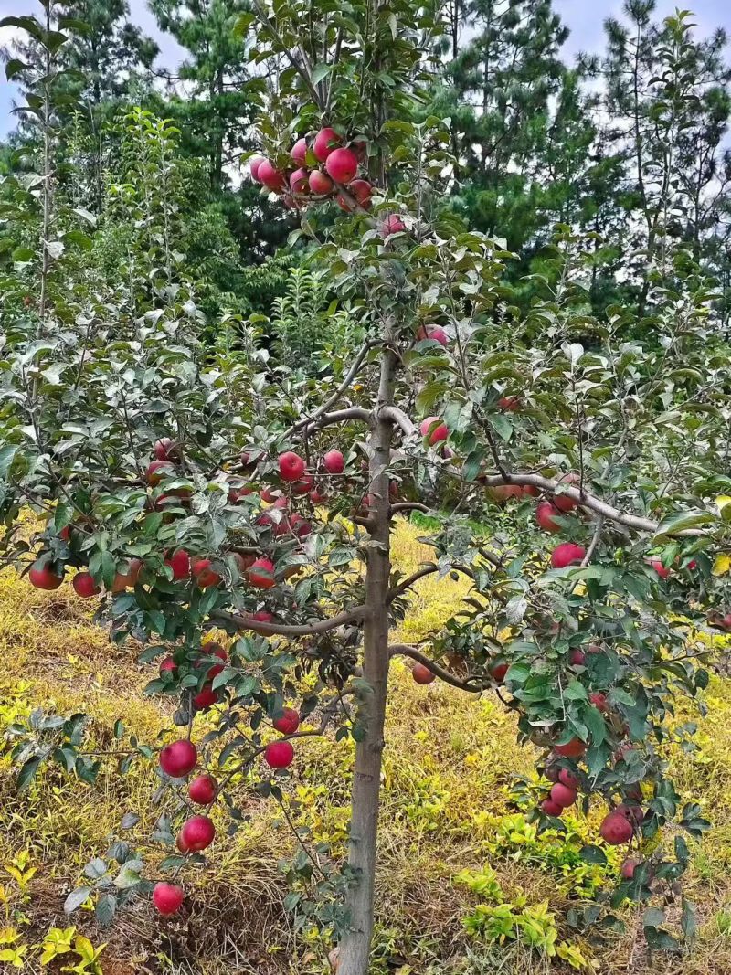 昭通苹果