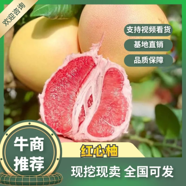【推荐】湖北红心柚代办供应市场商超电商量大从优
