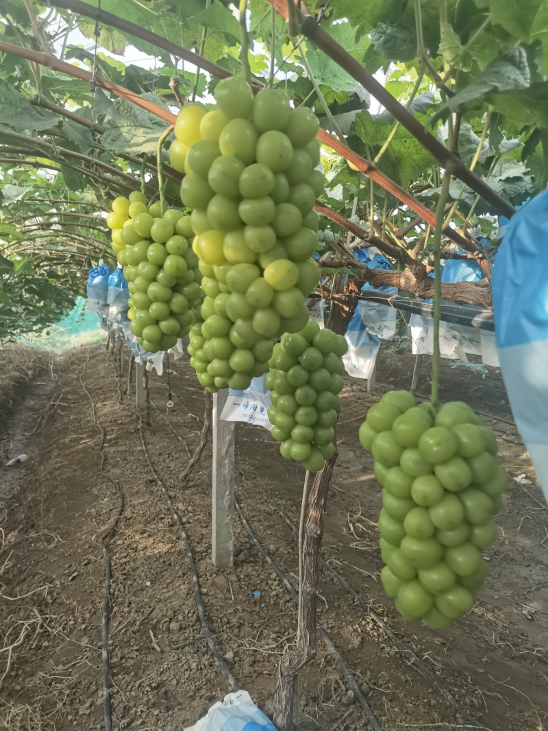 【推荐】阳光玫瑰葡萄