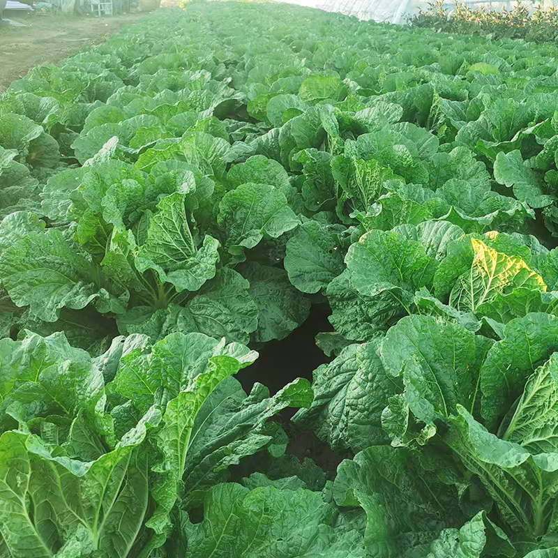 《黄心白菜》新疆白菜/湖北白菜/万亩产地/价格便宜