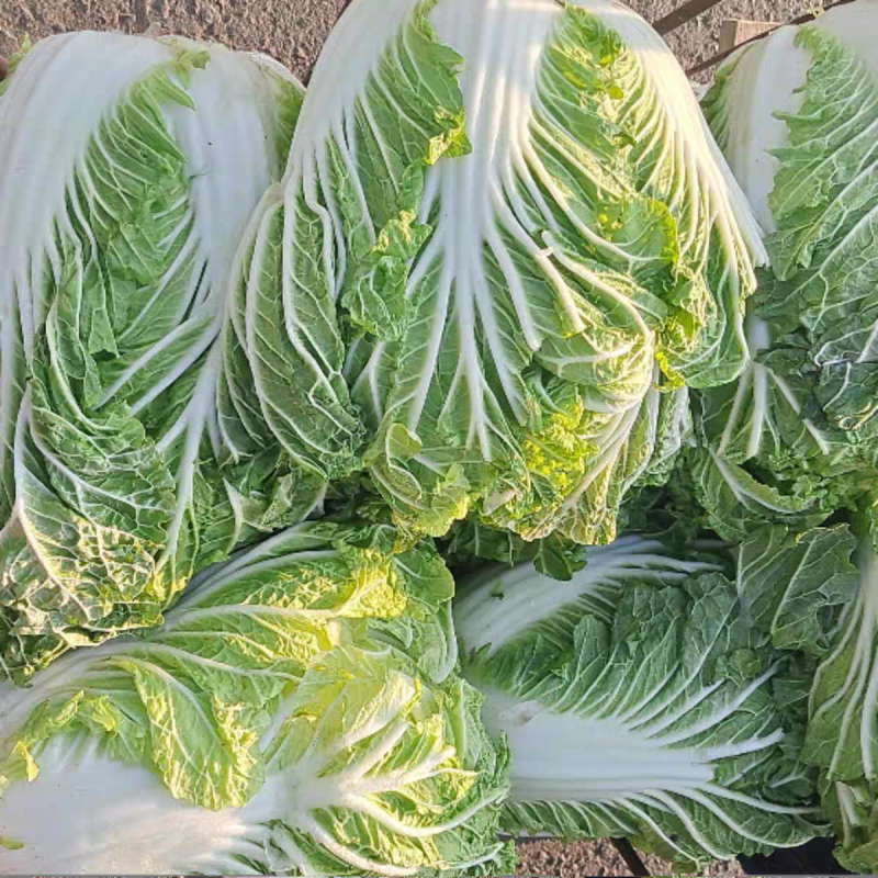 《黄心白菜》新疆白菜/湖北白菜/万亩产地/价格便宜