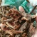 中药材桃树皮桃茎白皮桃白皮桃树干皮白桃皮正品