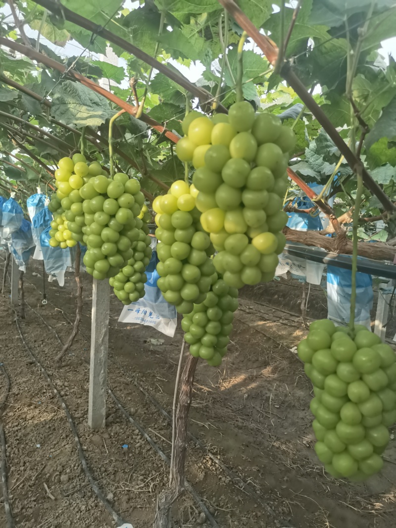 【推荐】阳光玫瑰葡萄新鲜采摘，产地直发质量保证！一件代发