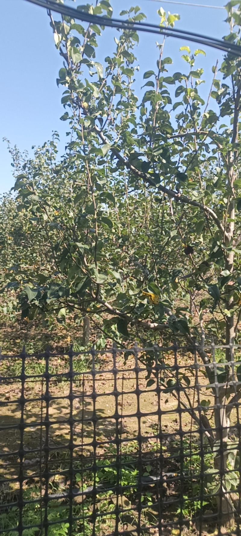 红香酥梨树七年大梨树