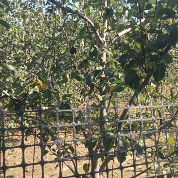 红香酥梨树七年大梨树