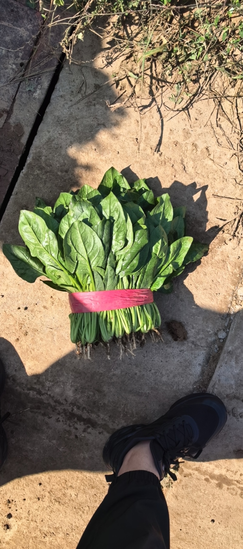 【推荐】大叶菠菜相当有亮度市场商超供应代发全国