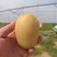 精品土豆V7大量有货基地直供品质优可对接商超市场欢迎