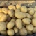 精品土豆V7大量有货基地直供品质优可对接商超市场欢迎