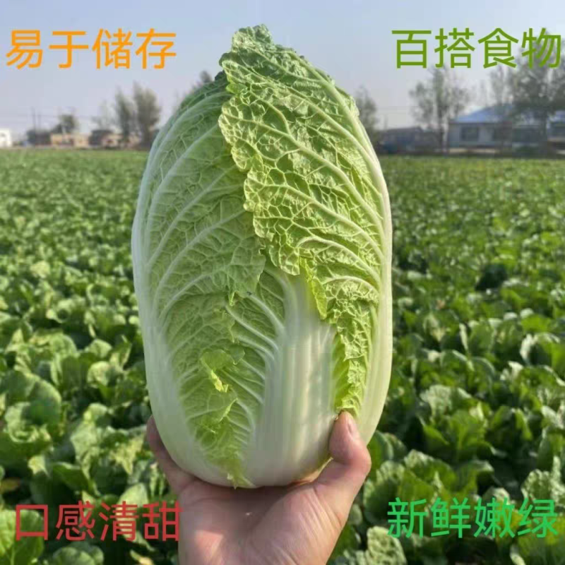 《黄心白菜》山西白菜/大同白菜/万亩产地/价格便宜