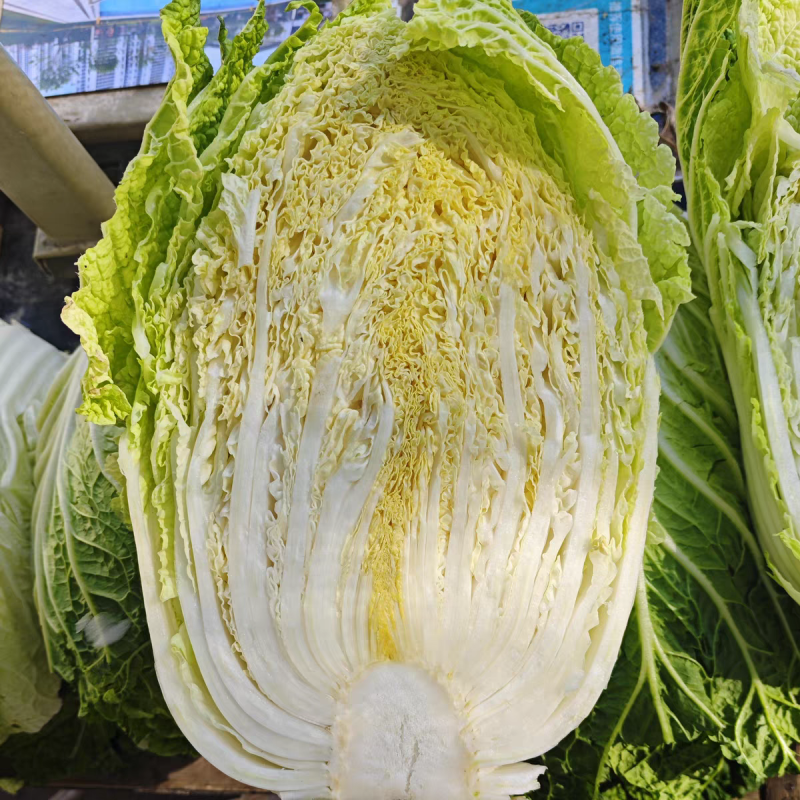 《黄心白菜》张北白菜/河北白菜/万亩产地/价格便宜
