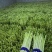 崇明绿芦笋