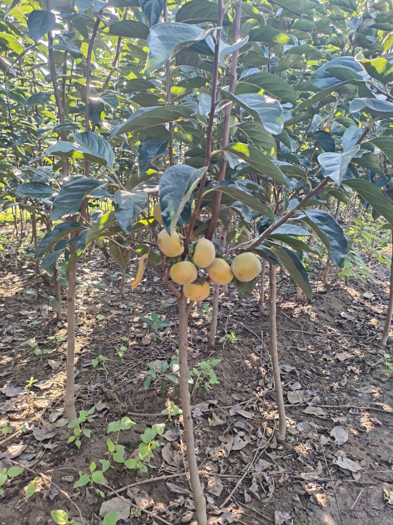 柿子树
