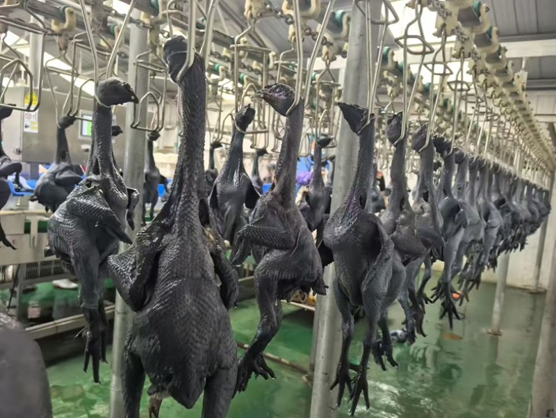 全净膛无药残乌鸡