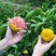 【推荐】湖北蜜橘特早蜜橘代办供应市场商超电商量大从优