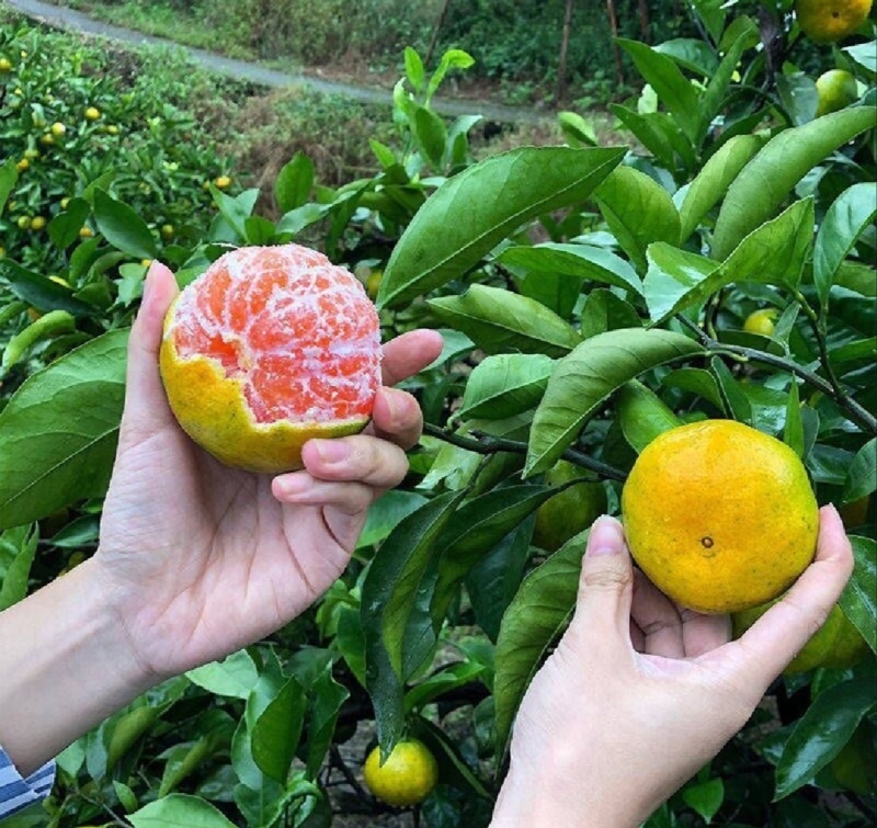 【推荐】湖北蜜橘特早蜜橘代办供应市场商超电商量大从优