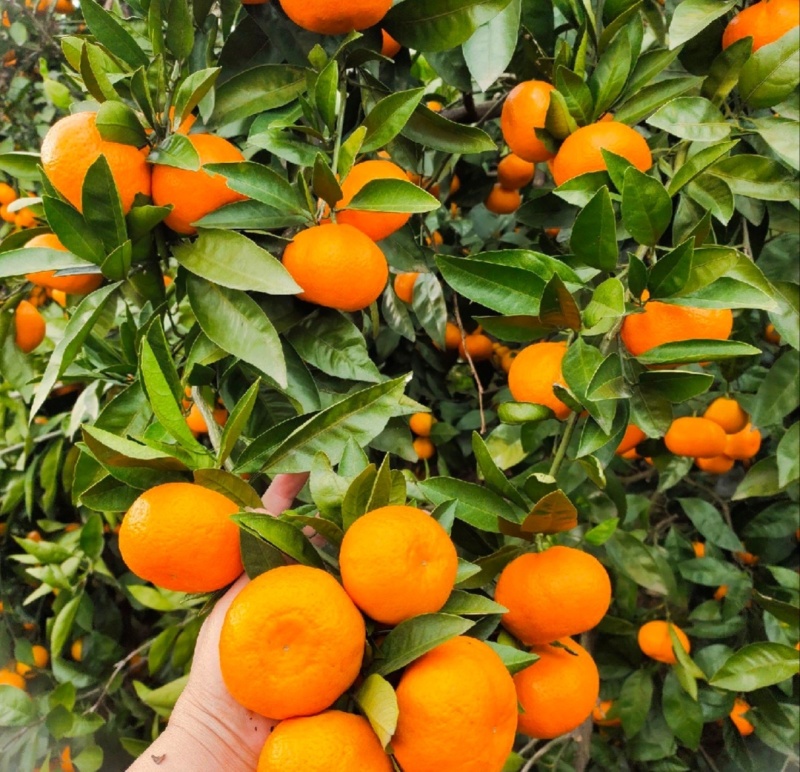 【推荐】湖北蜜橘特早蜜橘代办供应市场商超电商量大从优