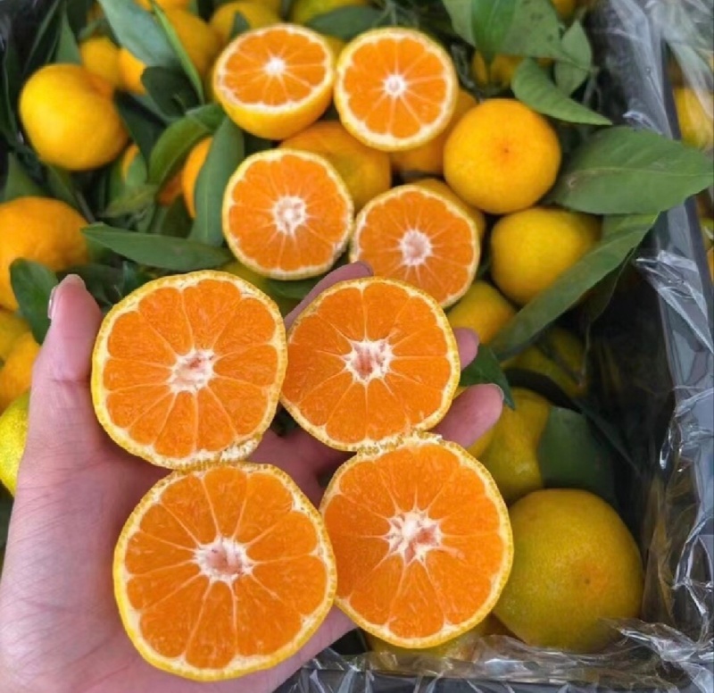 【推荐】湖北蜜橘特早蜜橘代办供应市场商超电商量大从优