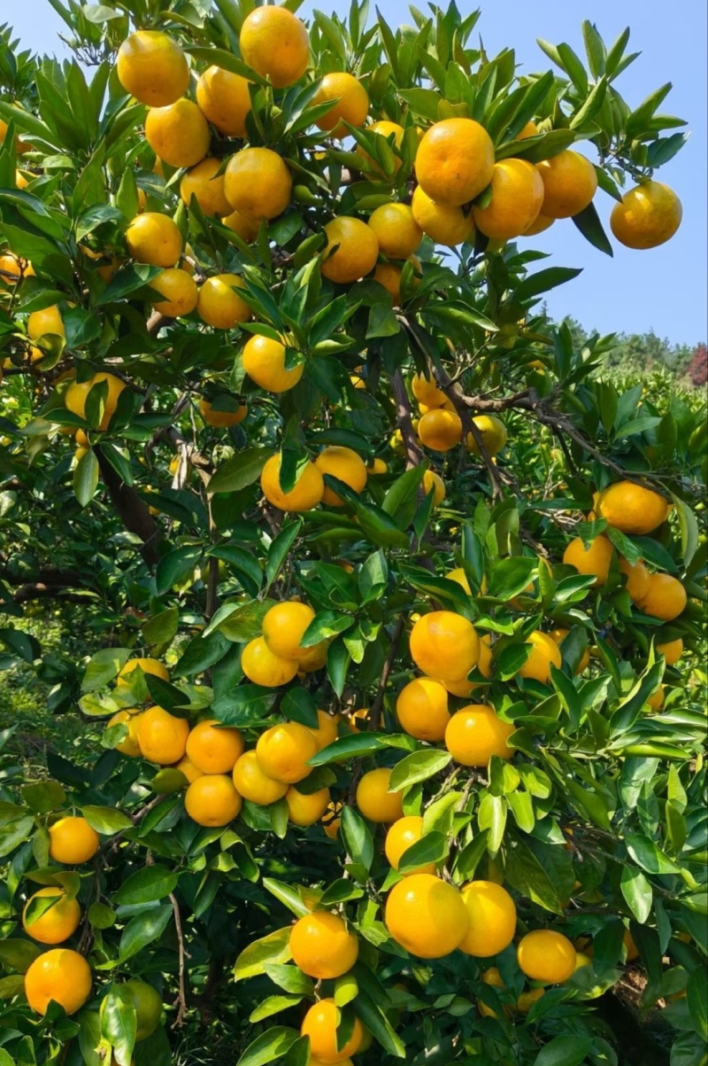【推荐】湖北蜜橘特早蜜橘代办供应市场商超电商量大从优