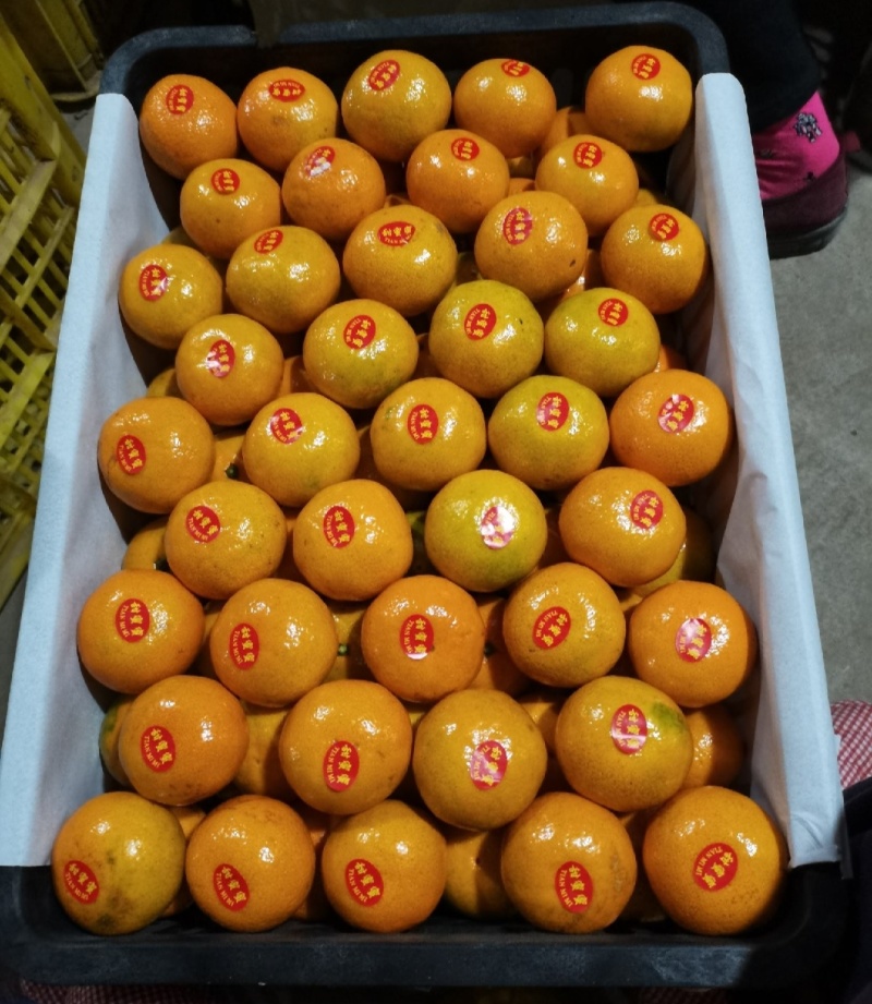 【推荐】湖北蜜橘特早蜜橘代办供应市场商超电商量大从优