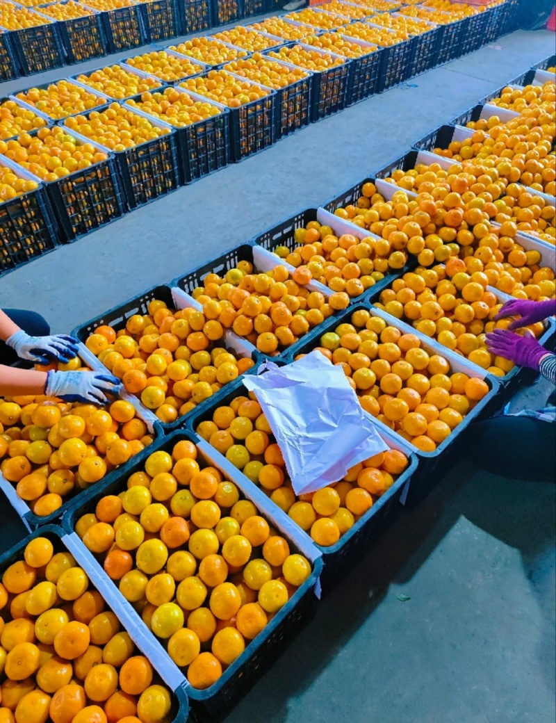 【推荐】湖北蜜橘特早蜜橘代办供应市场商超电商量大从优
