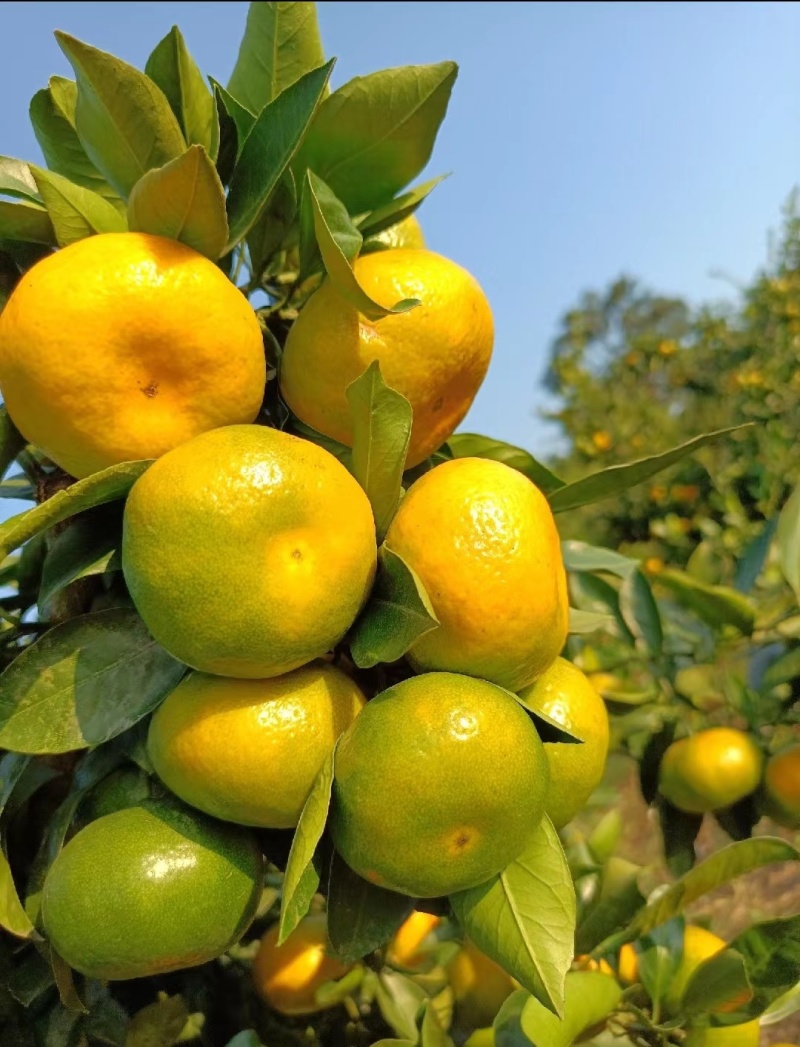 【推荐】湖北蜜橘特早蜜橘代办供应市场商超电商量大从优