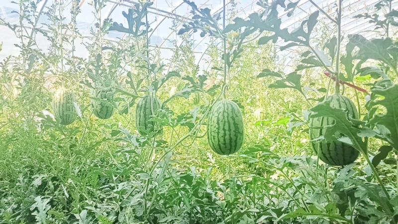 全国供应西瓜孩子必吃