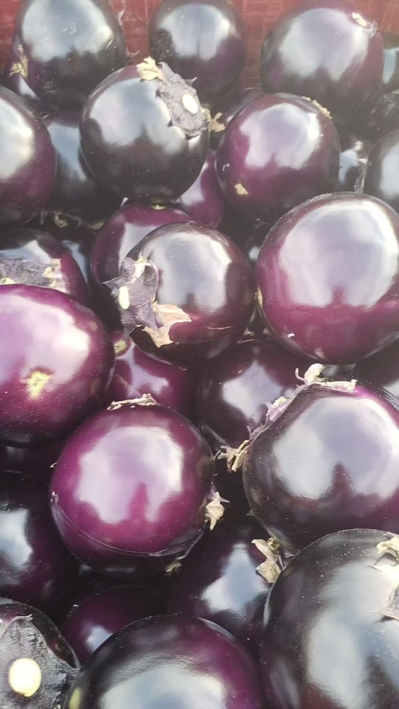 精品紫光圆茄大量供应🍆