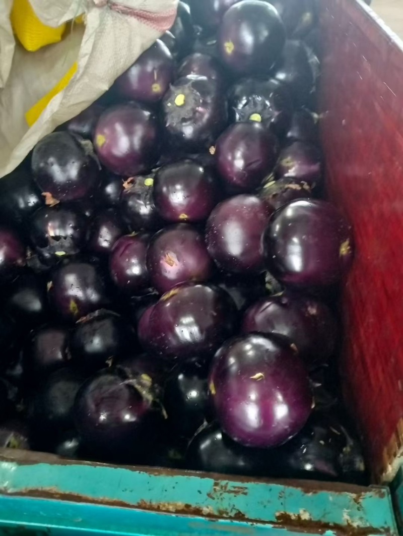 精品紫光圆茄大量供应🍆