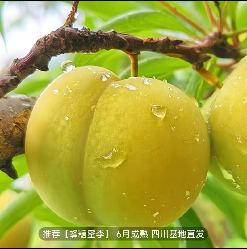蜂糖李枝条五月脆李子枝条五月脆李子枝条早熟李子枝条