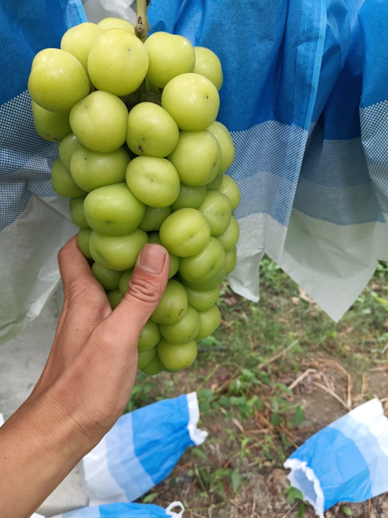 阳光玫瑰大串大颗粒