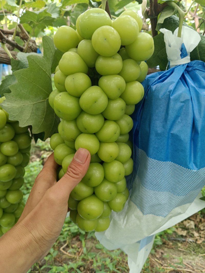 阳光玫瑰大串大颗粒